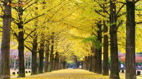 nami-island-autumn-fall-foliage-destinations-fall-foliage-places-9