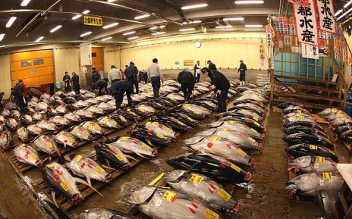 Tsukiji-Fish-tuna-_3571736b